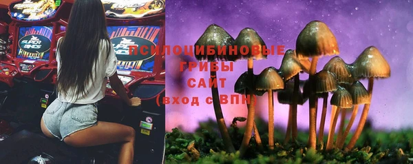 прущие грибы Медногорск